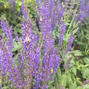 Meet your Posher, Lea